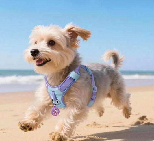 Harnais connecté super léger Violet et bleu ciel